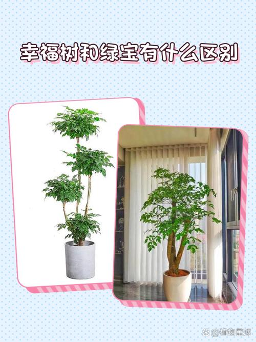 绿宝树怎么换盆，绿宝树怎么换盆视频？-第3张图片-优品飞百科