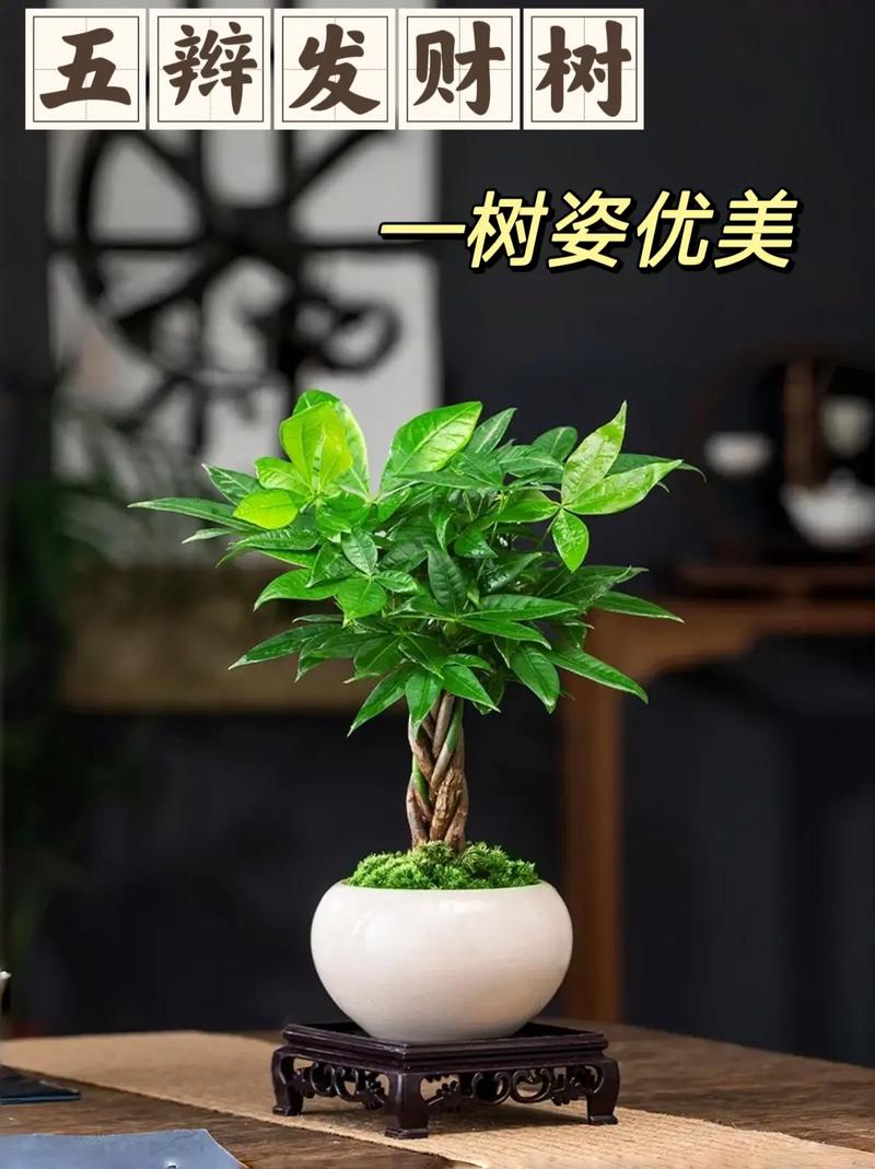 绿宝树怎么换盆，绿宝树怎么换盆视频？-第4张图片-优品飞百科