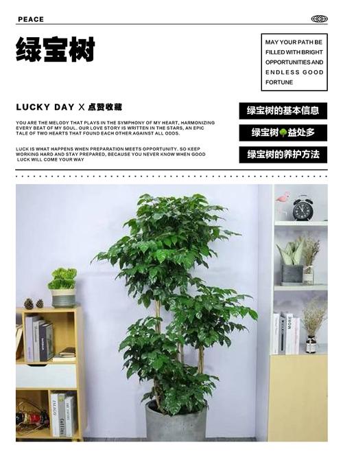 绿宝树怎么换盆，绿宝树怎么换盆视频？-第7张图片-优品飞百科