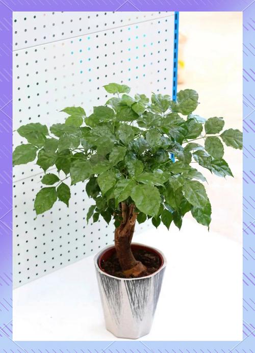 绿宝树怎么换盆，绿宝树怎么换盆视频？-第8张图片-优品飞百科