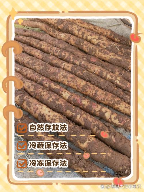 山药怎么保存时间长，山药长期储存方法，山药如何储存才能放的时间长？-第3张图片-优品飞百科