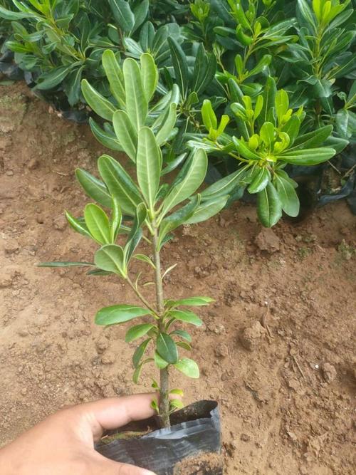 海桐的养殖方法和注意事项，海桐植物百科-第1张图片-优品飞百科