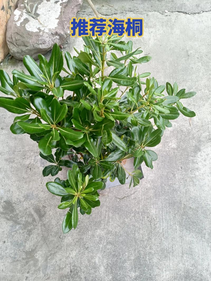 海桐的养殖方法和注意事项，海桐植物百科-第2张图片-优品飞百科