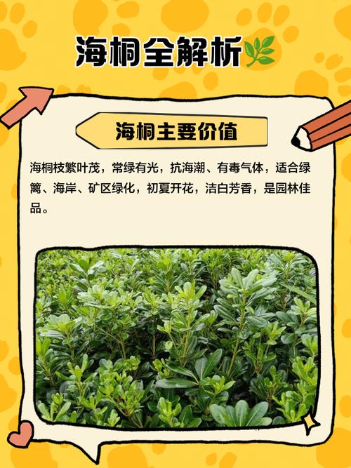 海桐的养殖方法和注意事项，海桐植物百科-第3张图片-优品飞百科