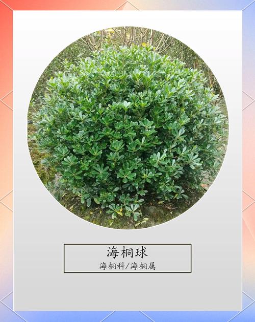 海桐的养殖方法和注意事项，海桐植物百科-第4张图片-优品飞百科