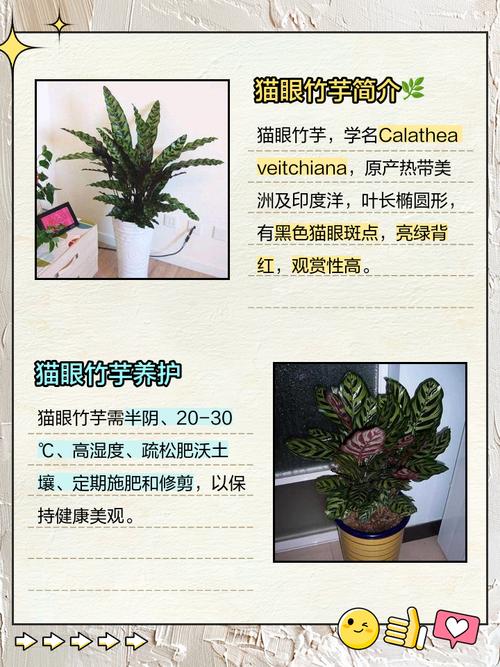 猫眼竹芋有毒吗，猫眼竹芋有什么作用？-第3张图片-优品飞百科