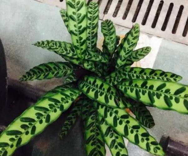 猫眼竹芋有毒吗，猫眼竹芋有什么作用？-第5张图片-优品飞百科