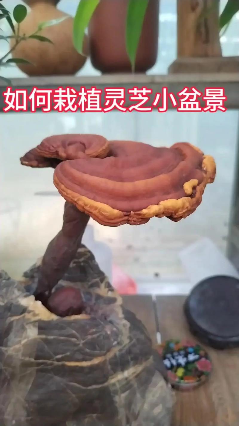 灵芝盆栽养殖方法，灵芝盆栽养殖方法有哪些-第2张图片-优品飞百科
