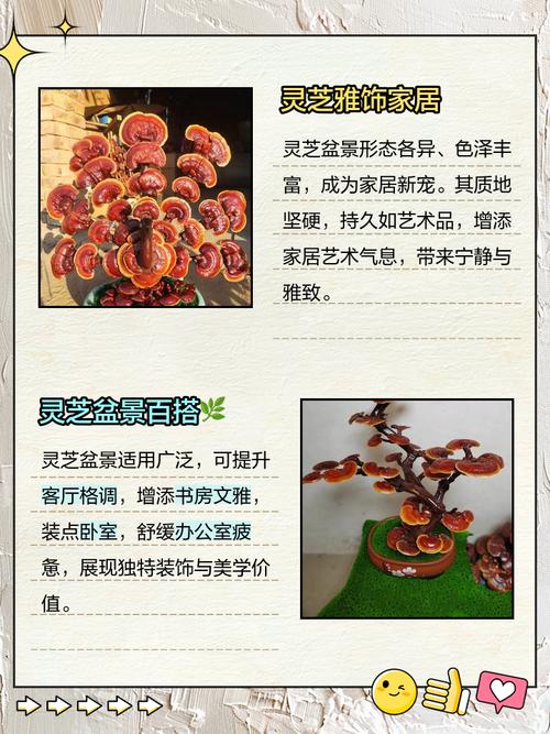 灵芝盆栽养殖方法，灵芝盆栽养殖方法有哪些-第3张图片-优品飞百科