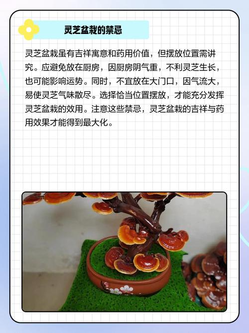 灵芝盆栽养殖方法，灵芝盆栽养殖方法有哪些-第4张图片-优品飞百科