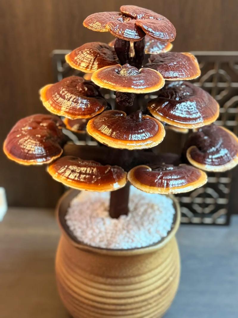 灵芝盆栽养殖方法，灵芝盆栽养殖方法有哪些-第5张图片-优品飞百科