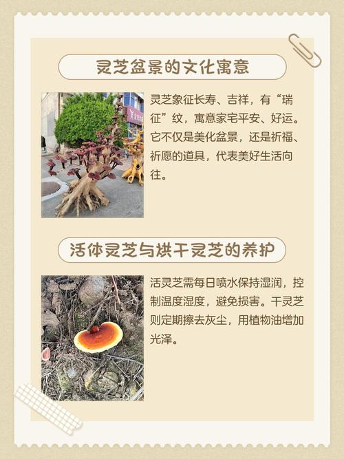 灵芝盆栽养殖方法，灵芝盆栽养殖方法有哪些-第6张图片-优品飞百科