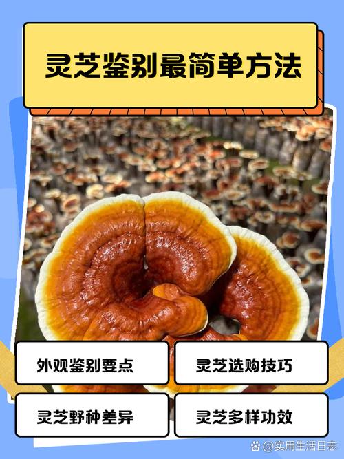 灵芝盆栽养殖方法，灵芝盆栽养殖方法有哪些-第7张图片-优品飞百科