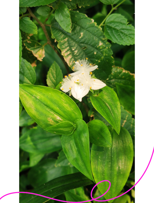 白花紫露草怎么修剪，白花紫露草多久浇水？