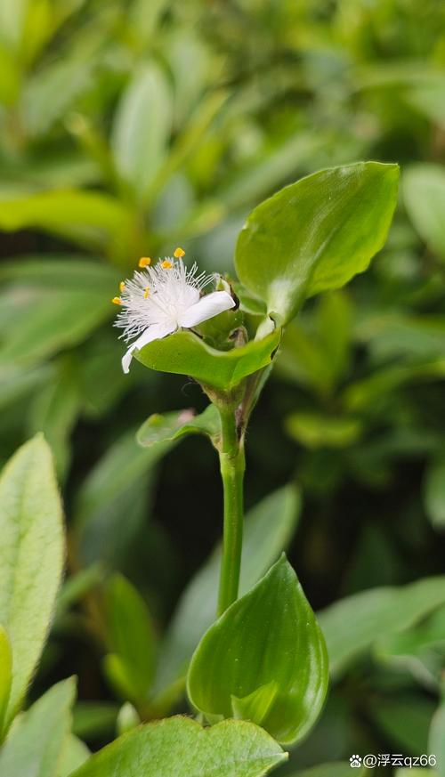 白花紫露草怎么修剪，白花紫露草多久浇水？-第2张图片-优品飞百科