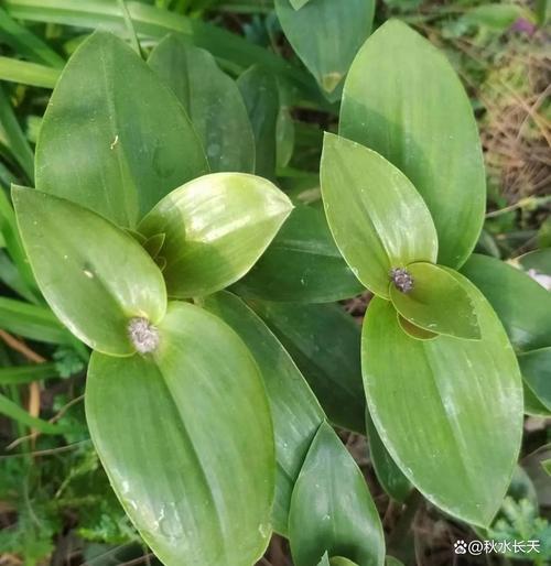 白花紫露草怎么修剪，白花紫露草多久浇水？-第3张图片-优品飞百科