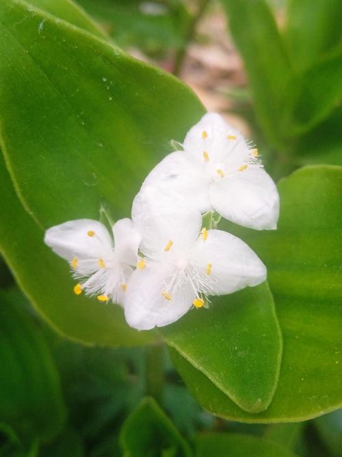 白花紫露草怎么修剪，白花紫露草多久浇水？-第4张图片-优品飞百科