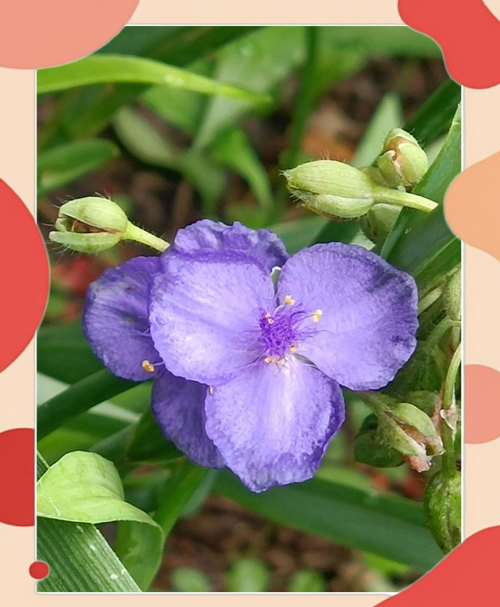 白花紫露草怎么修剪，白花紫露草多久浇水？-第5张图片-优品飞百科