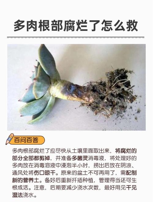 冬天多肉怎么发根比较好，冬天多肉怎么施肥