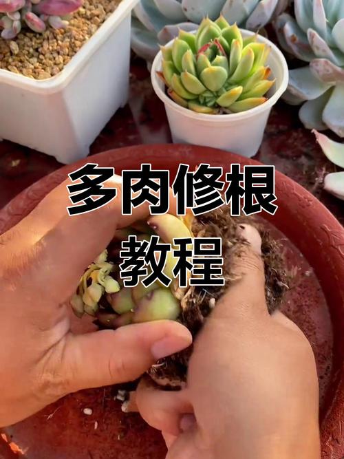 冬天多肉怎么发根比较好,冬天多肉怎么施肥-第2张图片-优品飞百科 冬天多肉怎么发根比较好,冬天多肉怎么施肥-第2张图片-优品飞百科