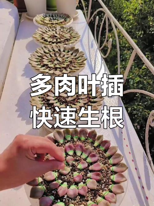 冬天多肉怎么发根比较好,冬天多肉怎么施肥-第3张图片-优品飞百科 冬天多肉怎么发根比较好,冬天多肉怎么施肥-第3张图片-优品飞百科