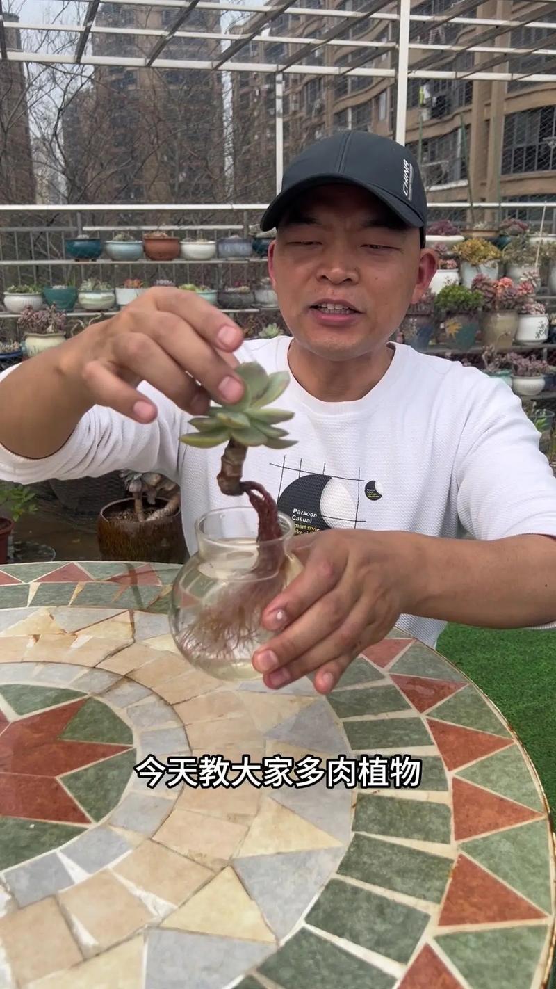 冬天多肉怎么发根比较好,冬天多肉怎么施肥-第4张图片-优品飞百科 冬天多肉怎么发根比较好,冬天多肉怎么施肥-第4张图片-优品飞百科