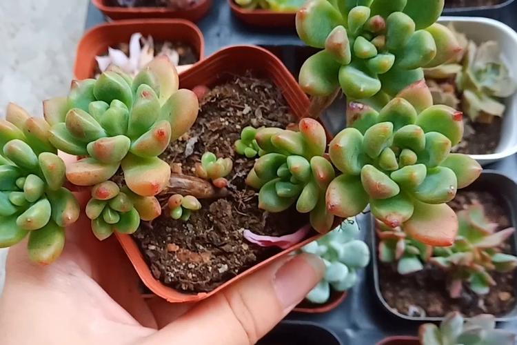 冬天多肉怎么发根比较好,冬天多肉怎么施肥-第5张图片-优品飞百科 冬天多肉怎么发根比较好,冬天多肉怎么施肥-第5张图片-优品飞百科