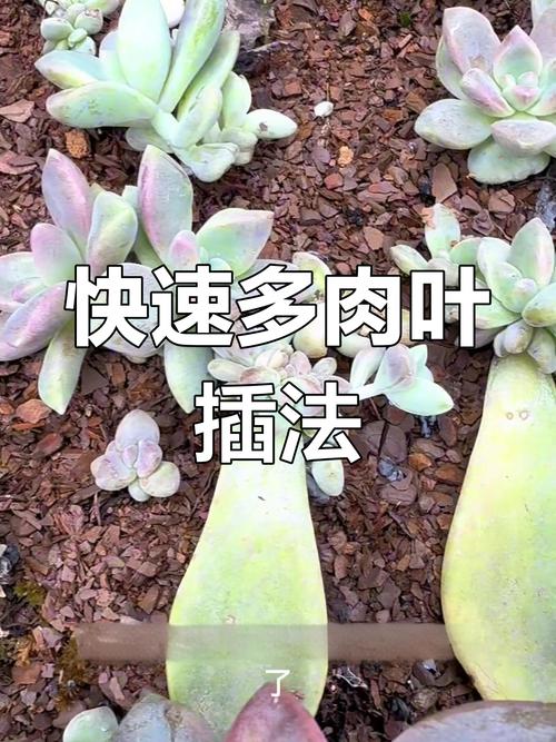 冬天多肉怎么发根比较好,冬天多肉怎么施肥-第6张图片-优品飞百科 冬天多肉怎么发根比较好,冬天多肉怎么施肥-第6张图片-优品飞百科