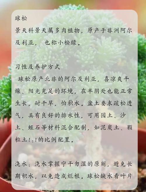 球松的养殖方法，球松怎么养殖-第2张图片-优品飞百科