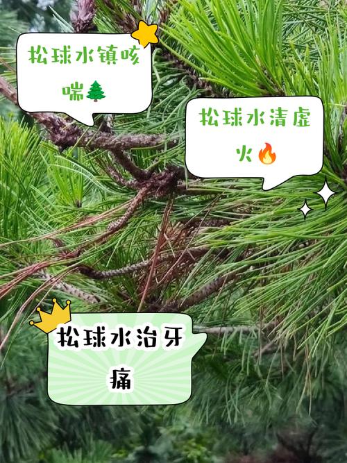 球松的养殖方法，球松怎么养殖-第3张图片-优品飞百科