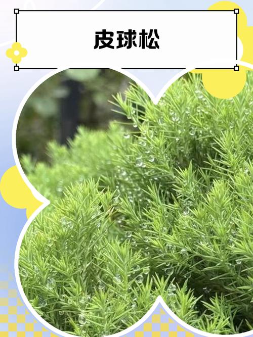 球松的养殖方法，球松怎么养殖-第5张图片-优品飞百科
