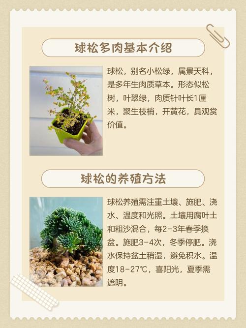 球松的养殖方法，球松怎么养殖-第6张图片-优品飞百科