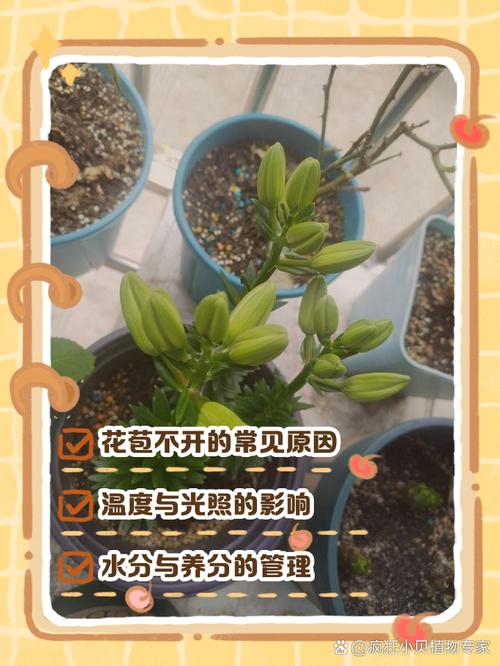 百合花能放客厅吗？百合花放客厅大忌？-第1张图片-优品飞百科