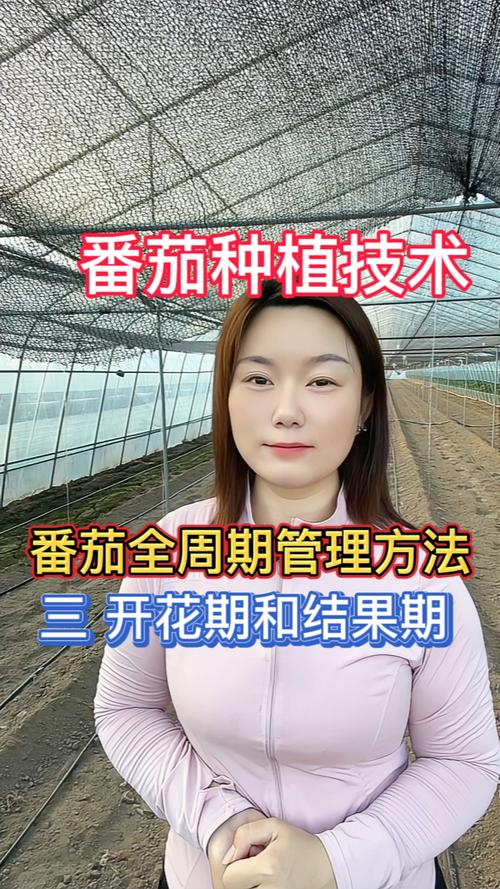 番茄结果期要注意什么，番茄结果期如何管理-第1张图片-优品飞百科