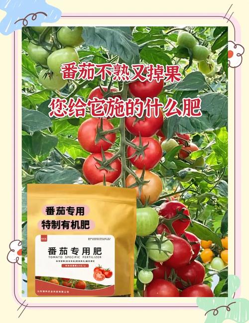 番茄结果期要注意什么，番茄结果期如何管理-第2张图片-优品飞百科