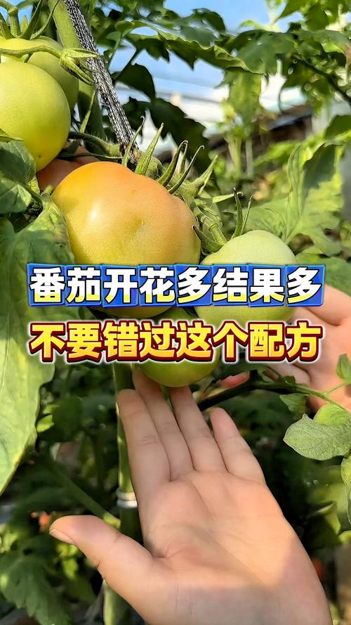 番茄结果期要注意什么，番茄结果期如何管理-第3张图片-优品飞百科