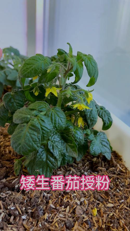 番茄结果期要注意什么，番茄结果期如何管理-第5张图片-优品飞百科