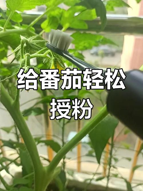 番茄结果期要注意什么，番茄结果期如何管理-第6张图片-优品飞百科