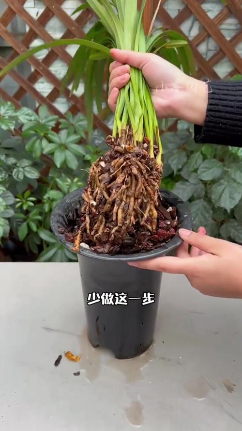 兰花叶子蔫还能活吗，兰花叶子干瘪怎么补救-第1张图片-优品飞百科