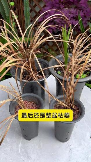 兰花叶子蔫还能活吗，兰花叶子干瘪怎么补救-第2张图片-优品飞百科