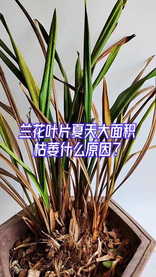 兰花叶子蔫还能活吗，兰花叶子干瘪怎么补救-第4张图片-优品飞百科