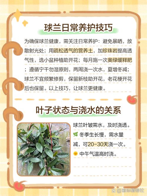 兰花叶子蔫还能活吗，兰花叶子干瘪怎么补救-第5张图片-优品飞百科