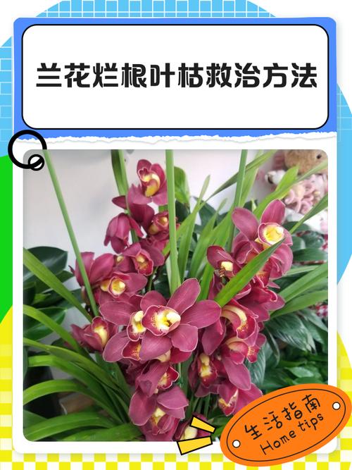 兰花叶子蔫还能活吗，兰花叶子干瘪怎么补救-第6张图片-优品飞百科