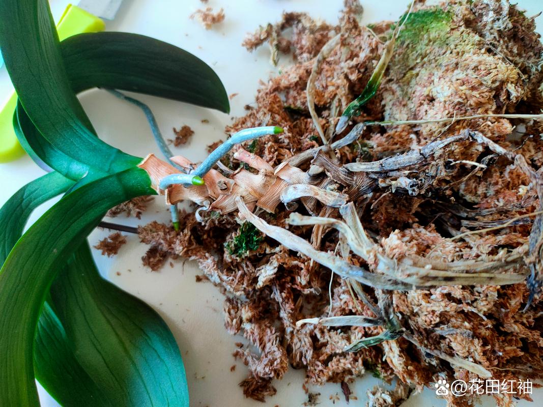 兰花叶子蔫还能活吗，兰花叶子干瘪怎么补救-第7张图片-优品飞百科