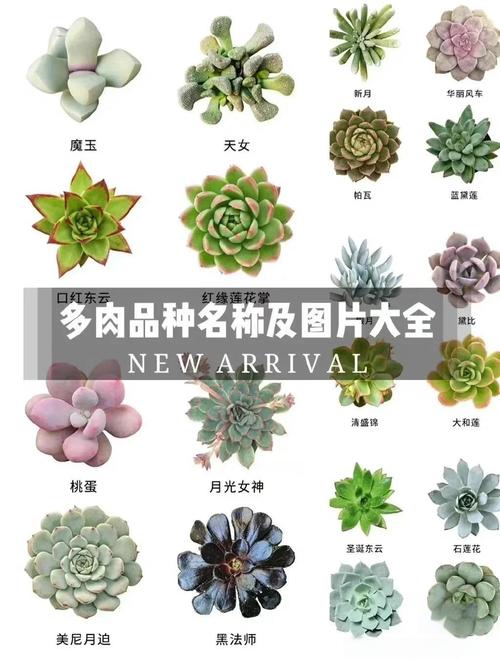 多肉清盛锦怎么养？多肉清盛锦的养殖方法？