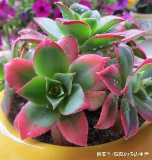 多肉清盛锦怎么养？多肉清盛锦的养殖方法？-第3张图片-优品飞百科