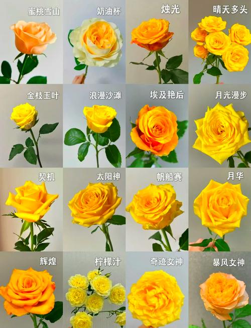 黄玫瑰代表什么意思？黄玫瑰代表什么意思花语是什么？-第6张图片-优品飞百科
