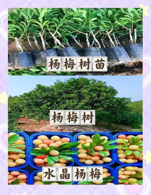 杨梅树怎么栽，杨梅树怎么栽活？-第4张图片-优品飞百科