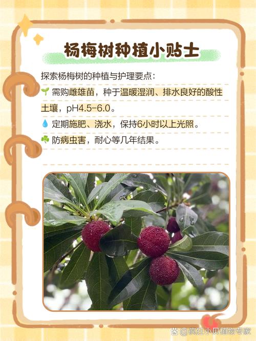 杨梅树怎么栽，杨梅树怎么栽活？-第5张图片-优品飞百科