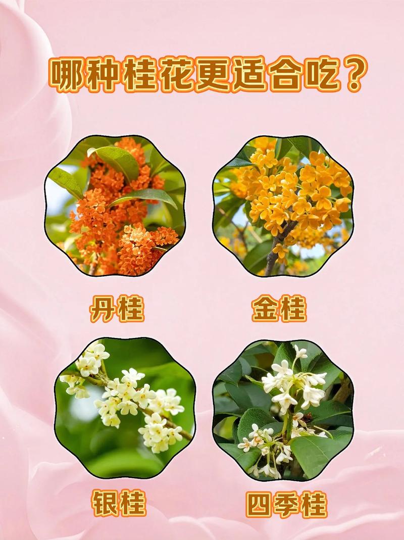 桂花有什么作用，金色桂花有什么作用？-第1张图片-优品飞百科